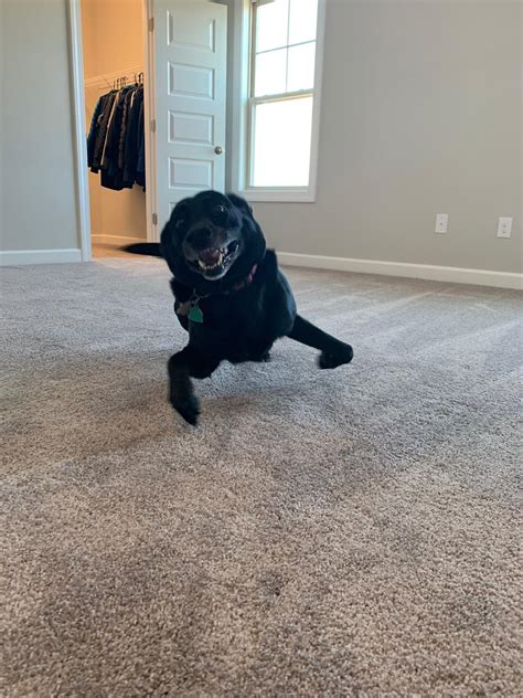 My dogs first reaction to the carpeted rooms in our brand new house. I