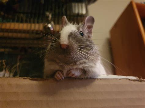 I'll never get tired of seeing degu arm tucks : r/LilGrabbies