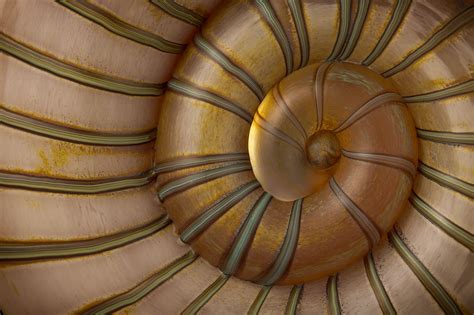 Dwelling — Kelly O'Dell Glass