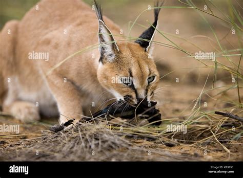 Karakal, Caracal caracal, adult animal with prey, Namibia Stock Photo ...