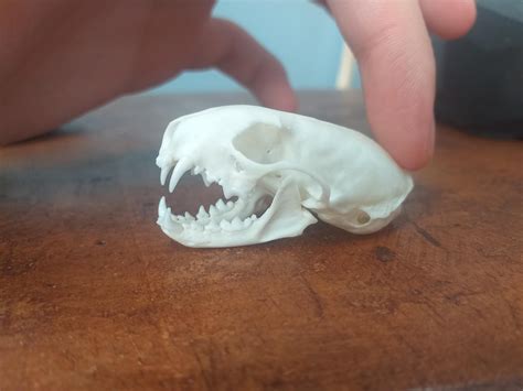 Mustela Erminea Skull