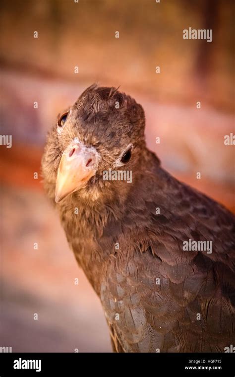 Madagascar parrot sitting on a branch Stock Photo - Alamy