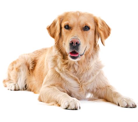 Labrador Dog, Canine Silhouette, Pet Outline Free PNG