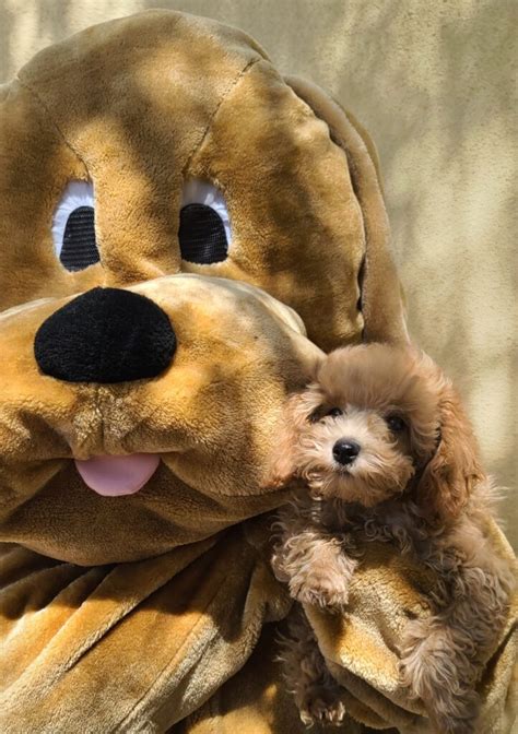 Available Puppies – NEVADA PUPPY STORE