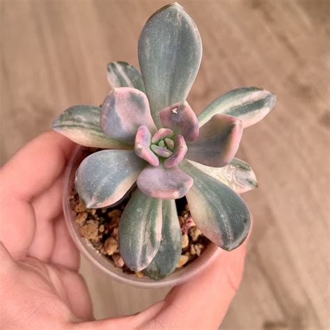 Суккуленты :: Пахифитумы и пахиверии :: Pachyveria ‘Pachyphytoides ...