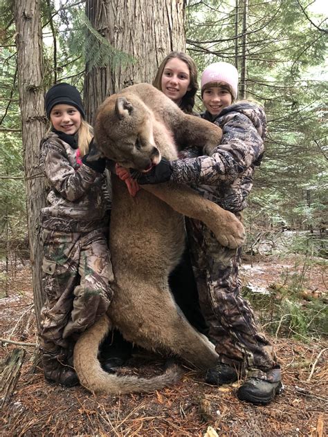 Best Montana Mountain Lion Hunts | Montana Hunting Outfitter