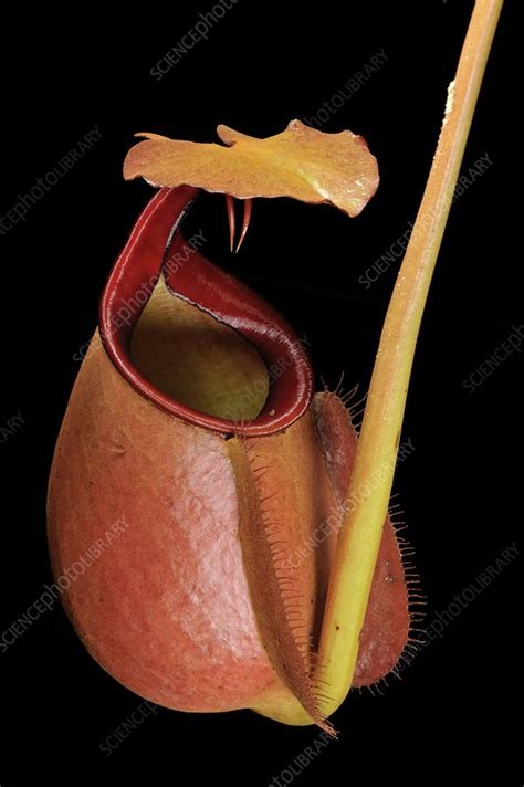 Fanged pitcher plant - Stock Image - C010/6712 - Science Photo Library