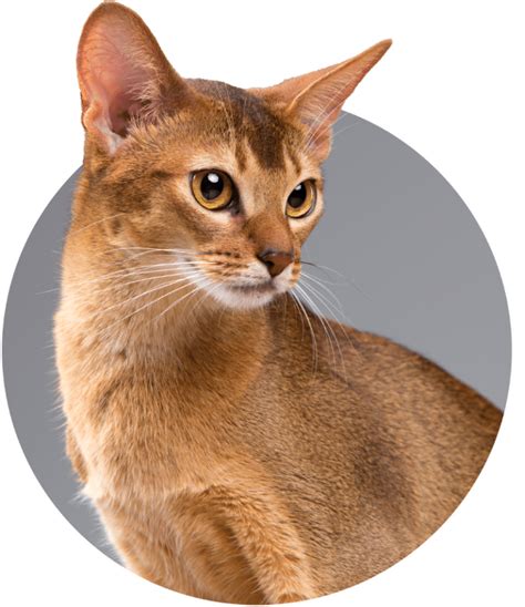 American Bobtail - TICA - The International Cat Association