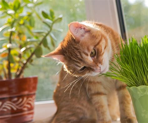 Discover how to grow cat grass with our expert guide | Homes & Gardens