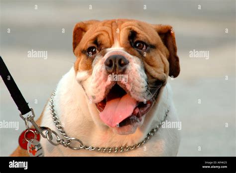 Dog on a leash Stock Photo - Alamy