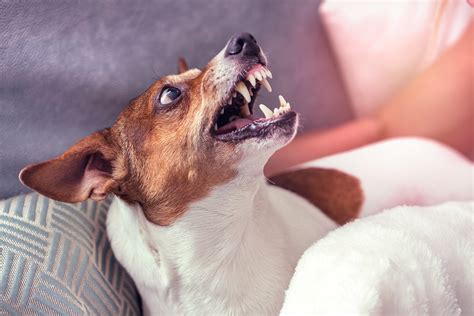 how to stop dog possessive aggression