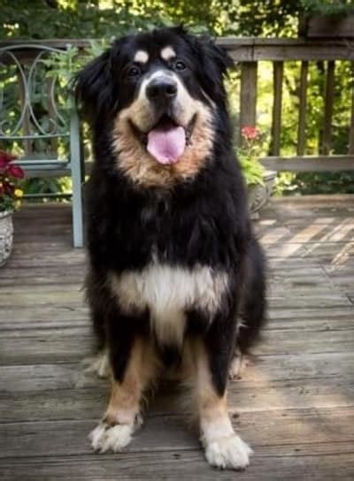 newfoundland bernese mountain dog mix breed information