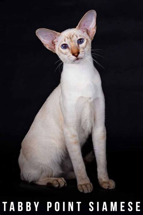 Tabby Point Siamese - Everything You Need To Know
