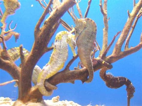 seahorse habitat | Creature feature, Seahorse, Habitats