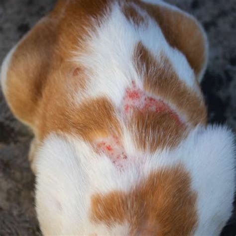 8 Skin Infections in Cats [With Pictures] & Vet Advice - Cat-World