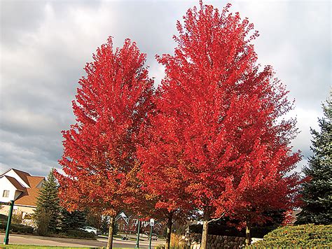 Fast growing shade trees – Artofit