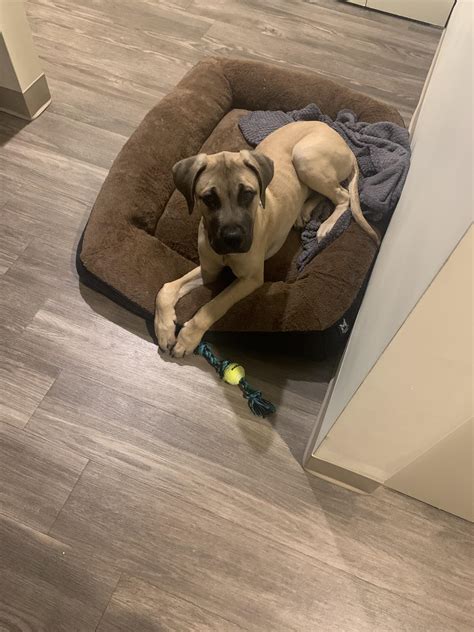LOST-FOUND PETS in Bloomington/Normal | If anyone sees my dog goes by
