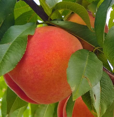 Abbagail Peaches