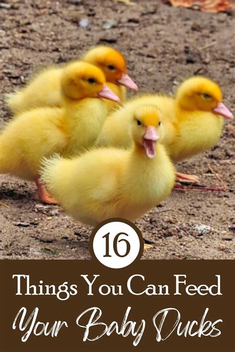 16 things you can feed your baby ducks – Artofit