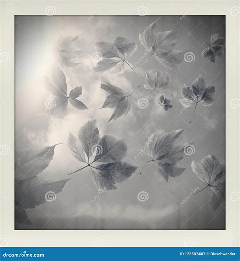Black and White Impression of Autumn Fall Background. Many Autumn