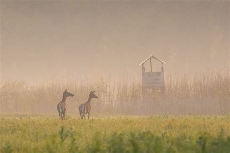 Deer Hunting Blinds: Why They're Essential and How to Choose the Right ...