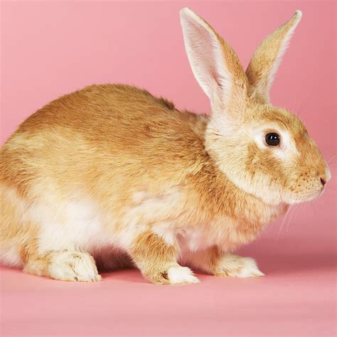 rabbit  flopsy nature education centre