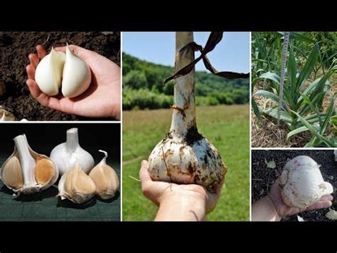 Удивительный РОКАМБОЛЬ - гигантский лук-чеснок ("Слоновий чеснок ...