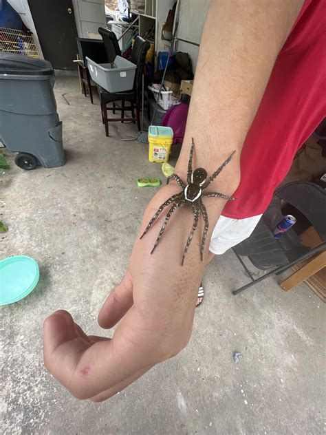 My son’s friend found a spider and is keeping it as a pet, OMG! What is
