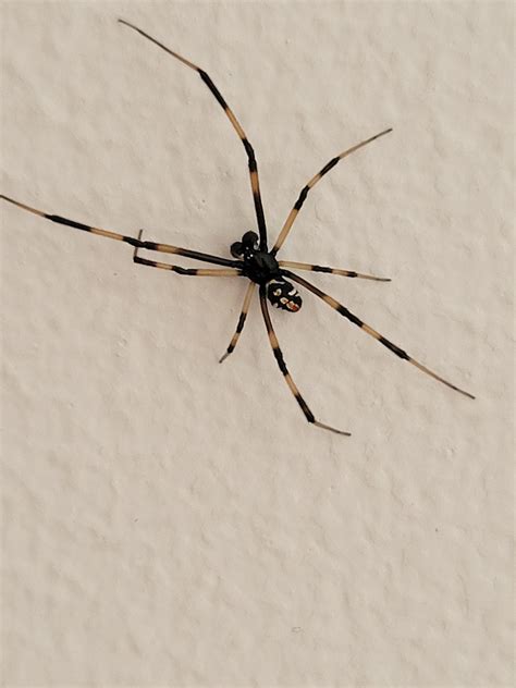 Male Black Widow Spider Images