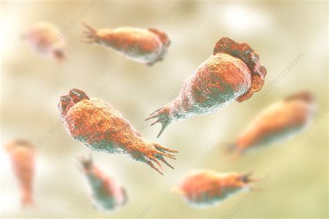 Naegleria brain-eating amoeba, illustration - Stock Image - F021/1455 ...