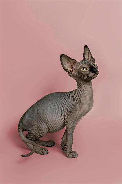 Magic Sphynx Kitten - Loving Hairless Cat Figurine