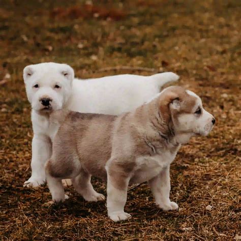 Best Central Asian Shepherd Dog Breeders in the US