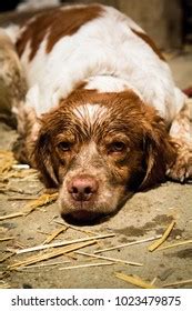 Gulty Stock Photos and Pictures - 5 Images | Shutterstock