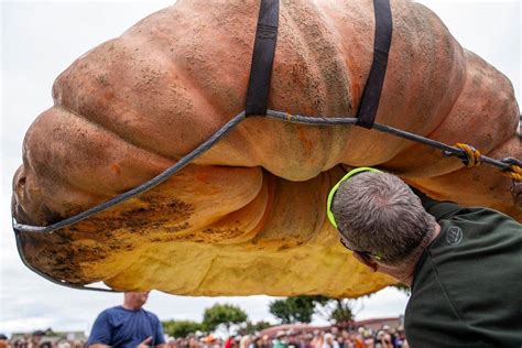 worlds biggest pumpkin  size   hippo