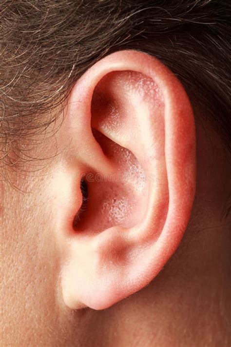 auricle human outer ear external auditory canal structure