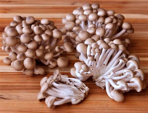 umehluko ukusetshenziswa kanye nezakhiwo zamakhowe  shimeji amhlophe