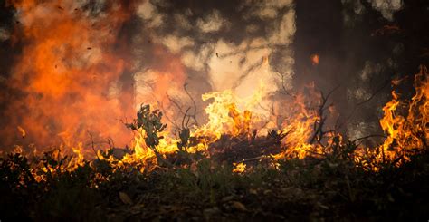 forest fire  stock photo public domain pictures