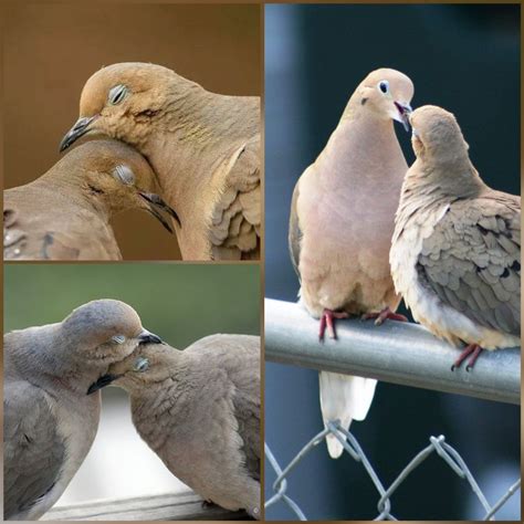 Part of the mourning dove's bonding ritual consists of the pair