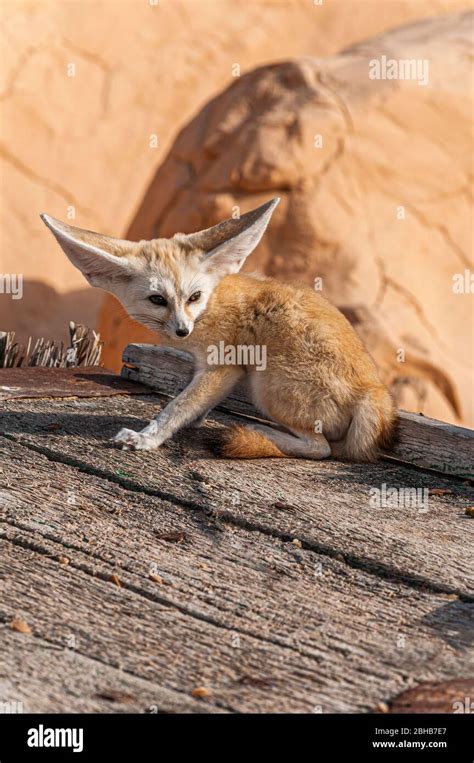 close view   desert fox fennec fox   sahara desert tunisia