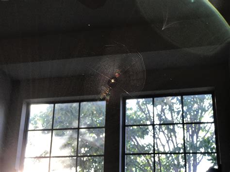This spider in my living room 🔥 : r/NatureIsFuckingLit
