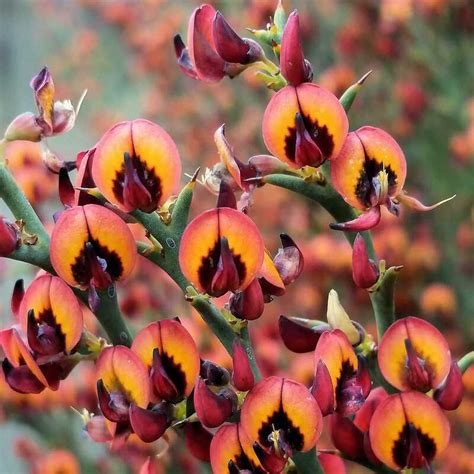 fabiaceae pea flower