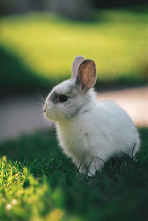 Download Gray And White-Colored Baby Bunny Wallpaper | Wallpapers.com