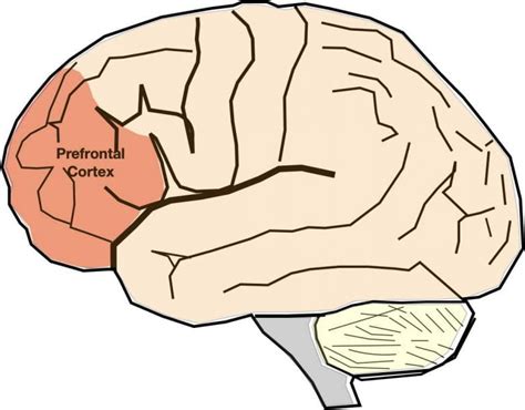 Depression I: Neuroanatomy of Depression – Nyby's Nerdy Neuroscience