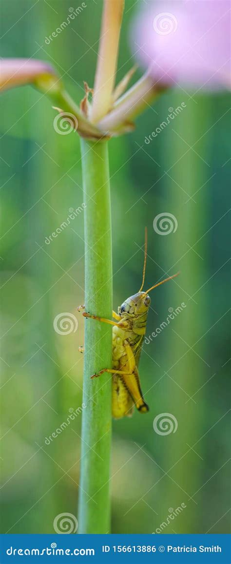 naked lady lycoris squamigera royalty  stock photography
