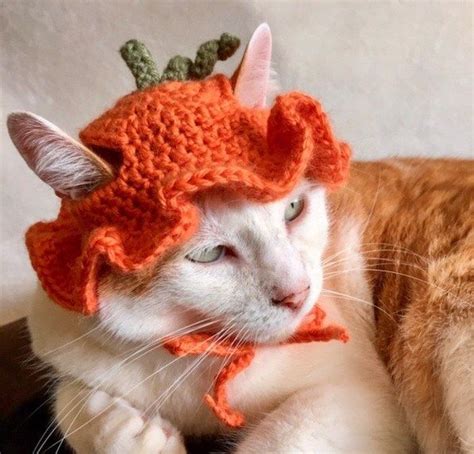 11 Cute Crochet Cat Hat Patterns - Nicki's Homemade Crafts