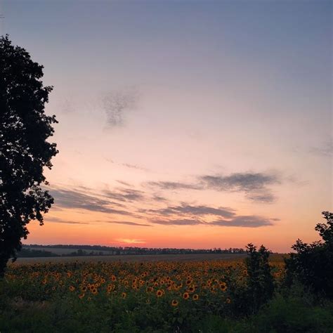 Поле подсолнухов 🌻 в закатном свете