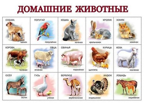 Карточки с животными (домашние животные) | форум Babyblog