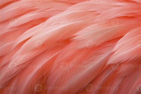 Flamingo Feathers Stock Photos, Images and Backgrounds for Free Download