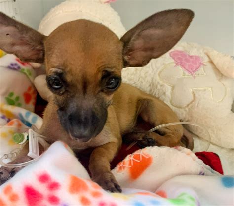Warning: Our Dog Alley at Canton Trade Days Parvo Heartbreak