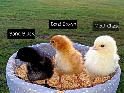 CHICKENS FOR SALE - Mayers Well Pastured Poultry